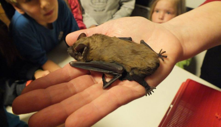 Nerušte spící netopýry. Ochranáři uzavřeli oblíbenou jeskyni v Českém ráji