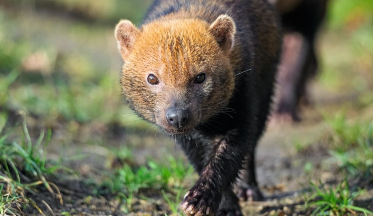 Pražská zoo má novou samici psa pralesního. Přicestovala z Francie