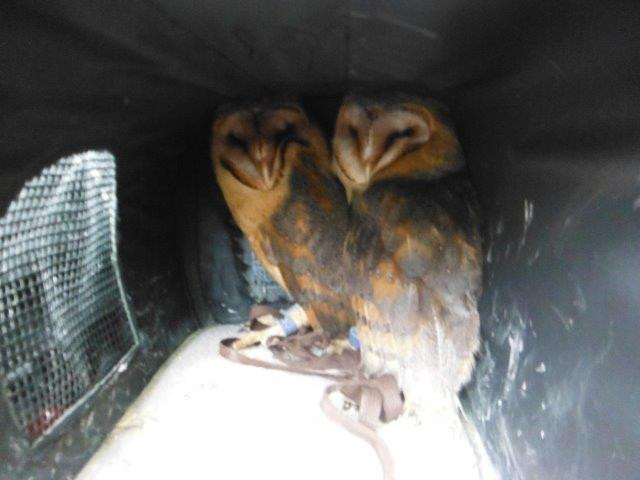 Strážníci zachránili sovy pálené před týráním. Podvodníci vybírají peníze za fotky se zvířaty