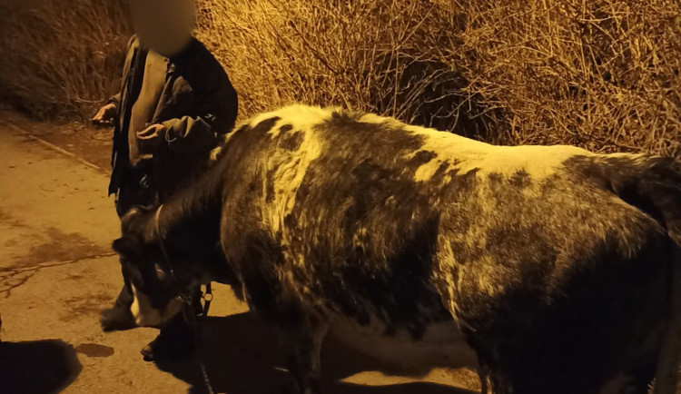 Pasák venčil krávu na pražském sídlišti. Když uklízel kravince, nadával strážníkům