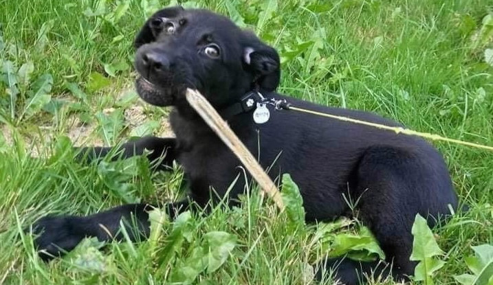 Utýral psa k smrti. Nekrmil ho, držel přivázaného v bytě, pes nakonec strádáním uhynul