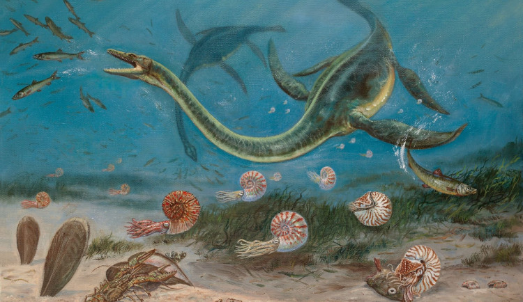 Opravené expozice, zkameněliny či Krvavý román. Vlastivědné muzeum láká na novinky