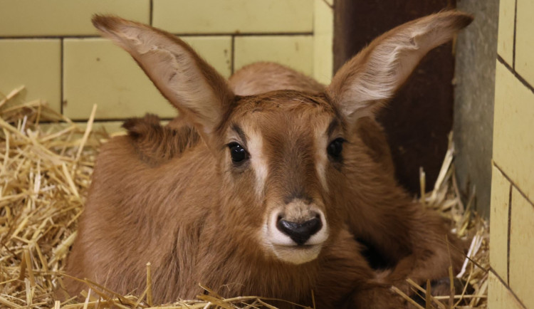 V zoologické přivítali letos na světě už řadu mláďat, napjatě čekají na dravce