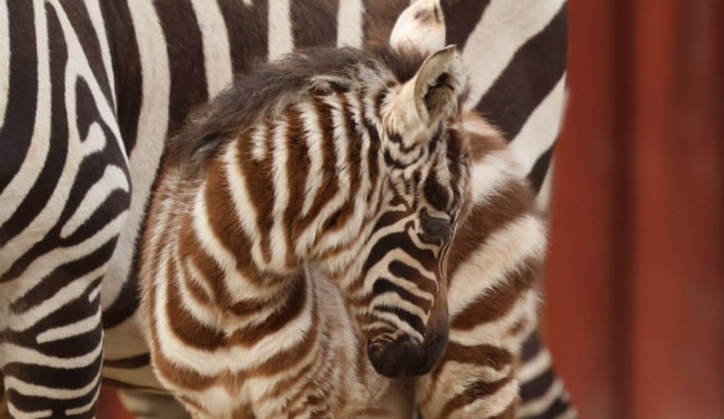 V zoo se narodilo mládě zebry bezhřívé, jednoho z nejvíc ohrožených savců na světě