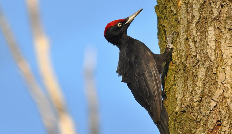 V Heleníně se uhnízdil datel ve stromu, který má být pokácen. Kvůli padajícím větvím bude provizorně oplocen