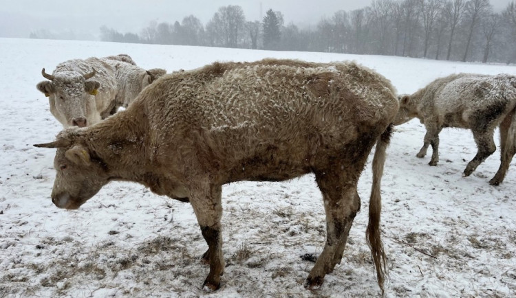 Stádo skotu na Jablonecku trpělo bez krmiva, majitel se nestaral. Veterina mu krávy odebrala