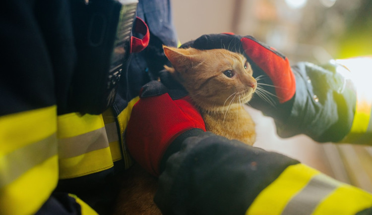 VIDEO: Zvířátko na víkend. Pražští hasiči zachránili kočku ze stromu