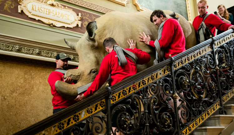 Nejznámější nosorožec světa se stěhuje z Národního muzea do Afriky