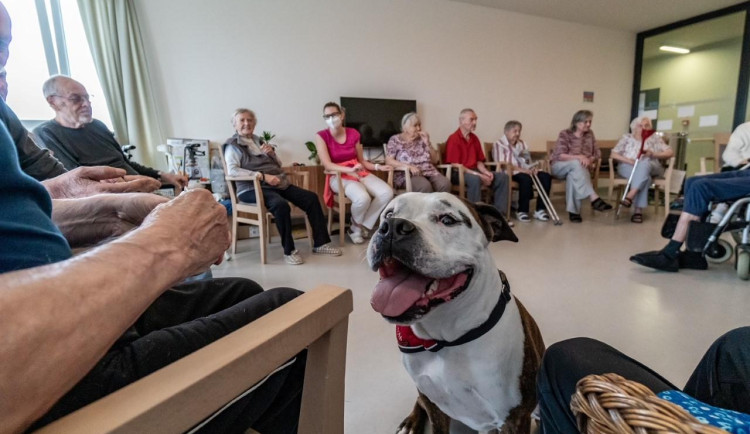 Dárečka a Annie senioři milují. Psi jsou pro ně kamarády i terapeuty