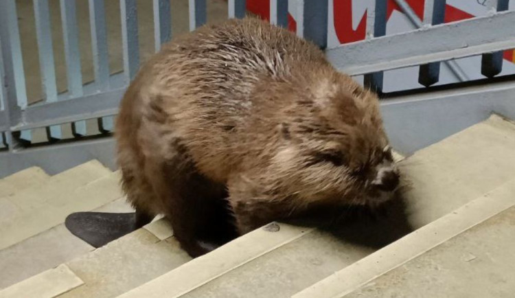 Bobr bloudil na autobusovém nádraží na Florenci. Strážníci ho vrátili k Vltavě
