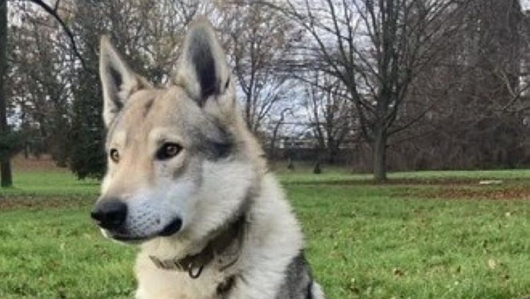 HLEDÁME PÁNÍČKA: Tři hodní, ale temperamentní psi čekají v útulku Voříšek. Lordík má povahu po vlkovi