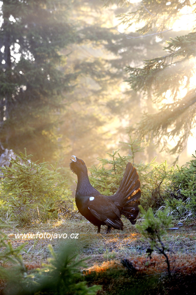 Populaci tetřeva se na Šumavě daří v posledních letech zvyšovat. Takto tetřeva vyfotil Jaroslav Vogeltanz