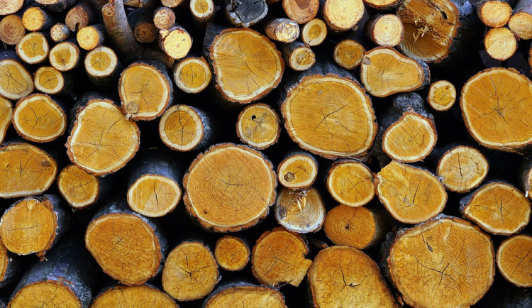 Bez povolení na městských pozemcích pokácel stovku stromů. Muži hrozí dva roky vězení