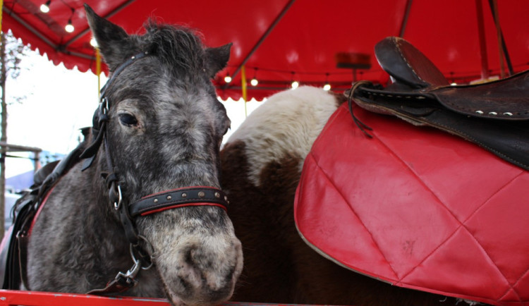 Jízdy na ponících na Matějské už nebudou. Organizátoři vyhověli ochráncům zvířat.