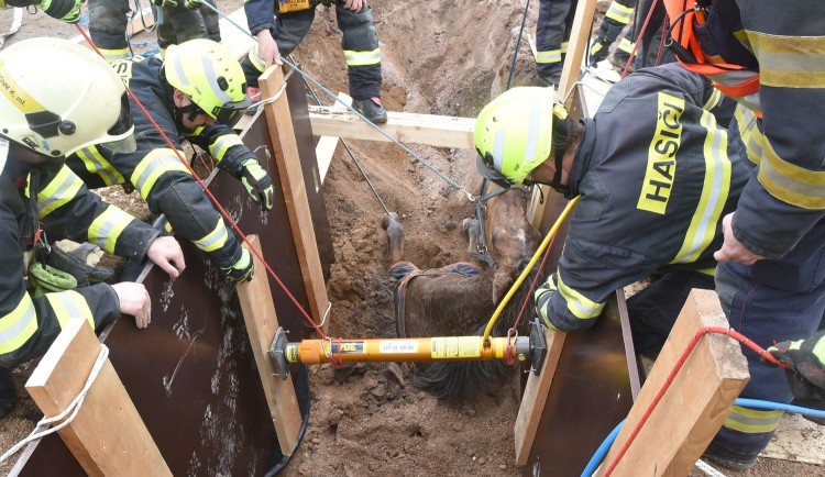 Smutný zásah hasičů. Koně se podařilo po několika hodinách vyprostit až mrtvého