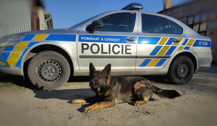 Policejní pes vyčmuchal v křoví nešikovného zloděje, který chtěl vykrást dům