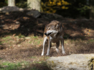 Pozorování vlků v česko-rakouském příhraničí přibývá. Jeden se toulal ulicemi