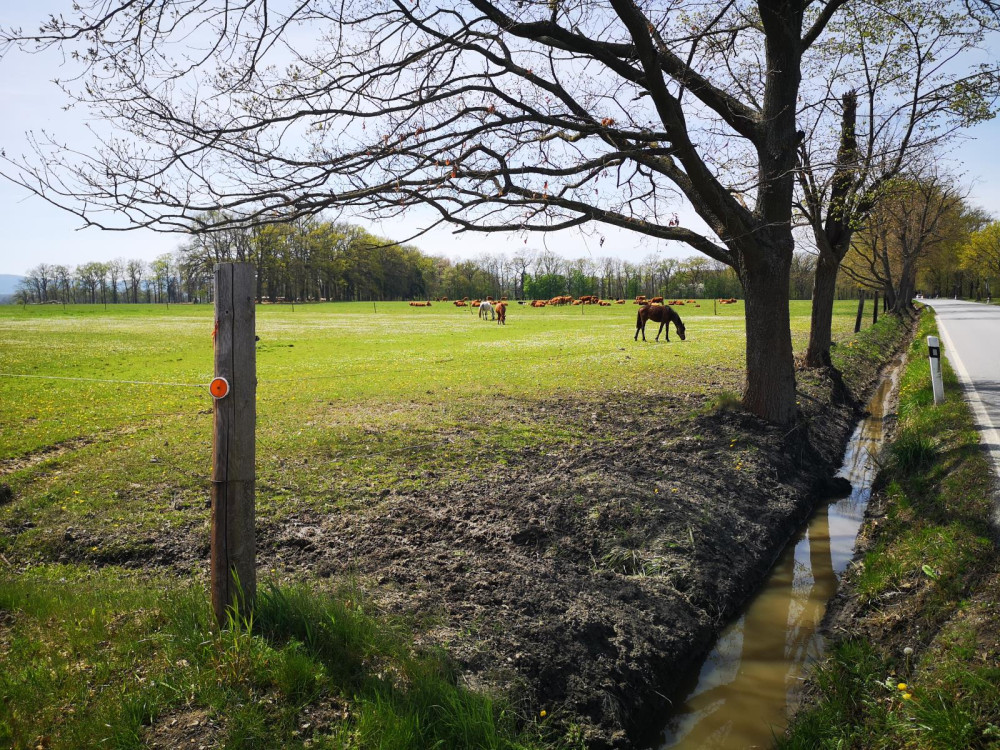Policie vyšetřuje smrt koně. Hledá svědky