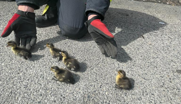 Kachna ztratila cestou přes kanál sedm potomků. Všechny se podařilo zachránit