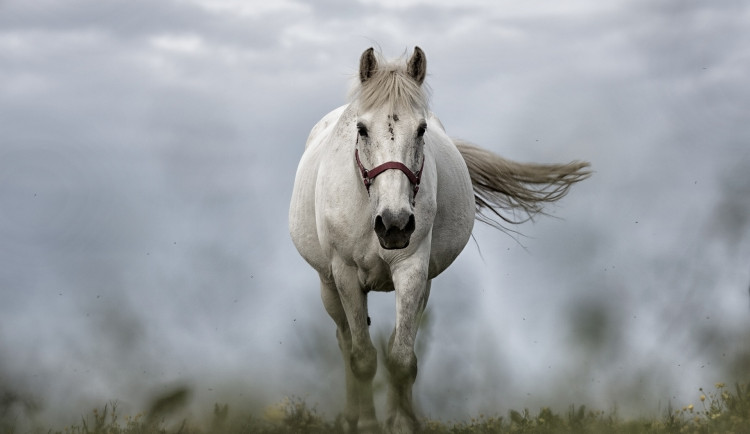 Kůň se na vyjížďce zbavil jezdce, hledali ho sousedé i policie