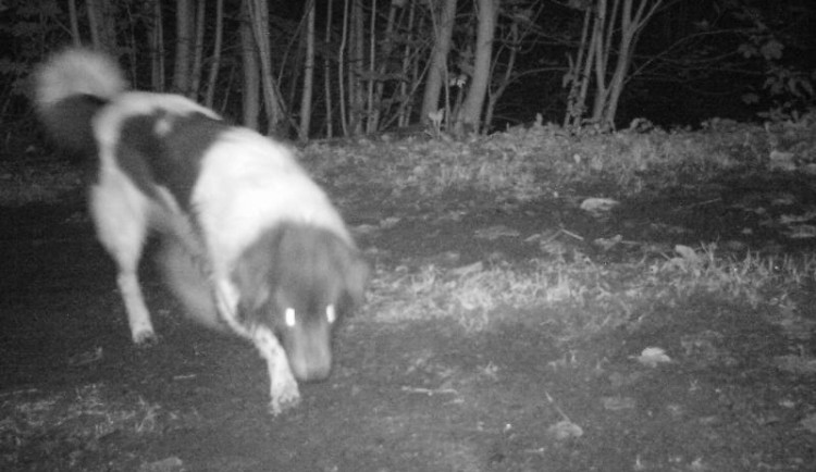 Myslivci na Proseči hledají toulavého psa. Nejspíš tam dáví srny
