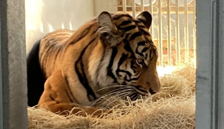 Tygřice Surya zamávala Jihlavě, stěhuje se do Francie. Jihlavská zoo v blízké době očekává nového samce