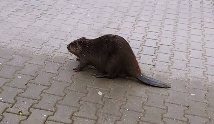 Bobr vyrazil na vycházku do centra, zachraňovali ho strážníci i ochránci