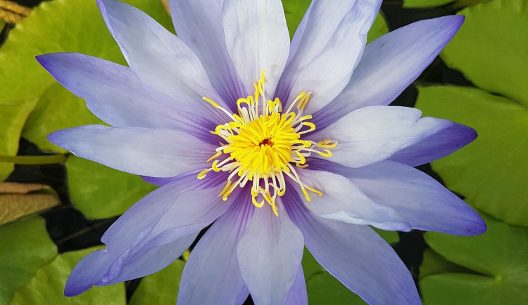 Pavilon tropických leknínů v botanické zahradě opět láká k návštěvě