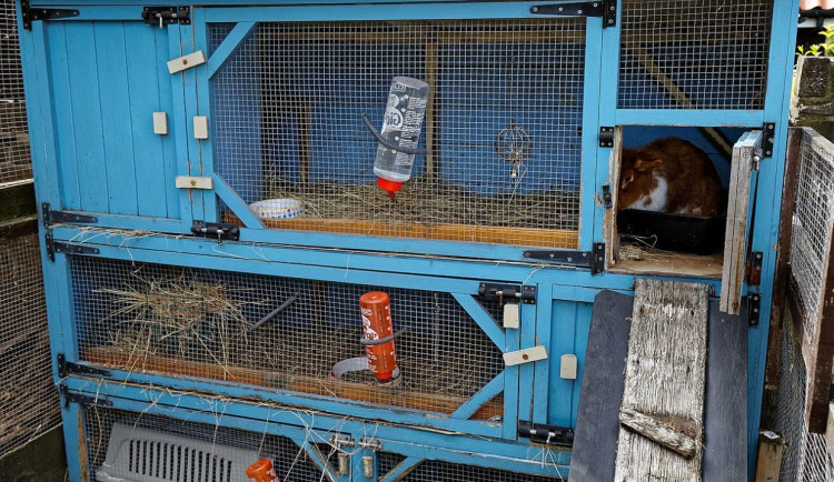 Zloděj nejdřív ukradl dva králíky a pak i auto, které však přijel vrátit. Hrozí mu vězení