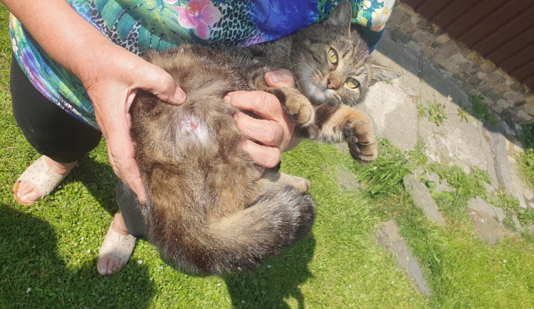 V Novém městě někdo střílí na kočky, policie případy šetří jako týrání zvířat