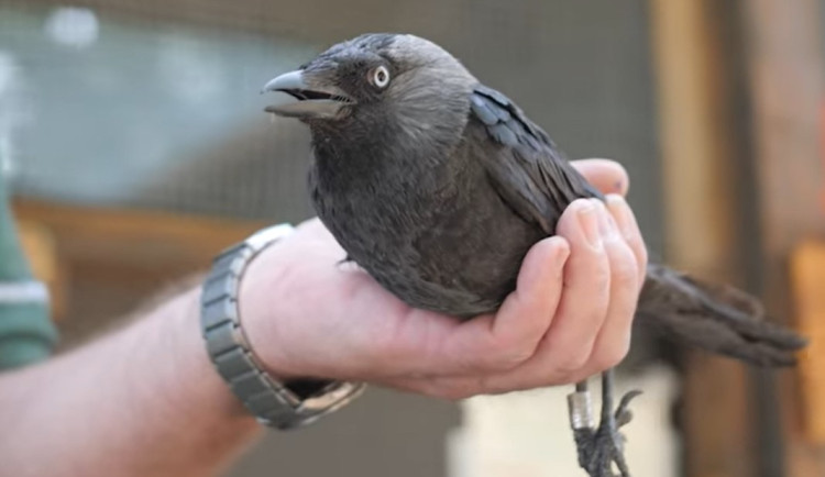 Franz z metra je volný. Po zotavení se kavka vrátila zpátky na svobodu