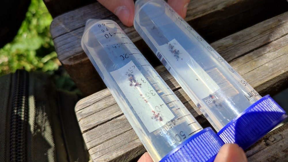 Hygiena sleduje aktivitu klíšťat i přímo v Liberci. Sbírala je na Lesáku