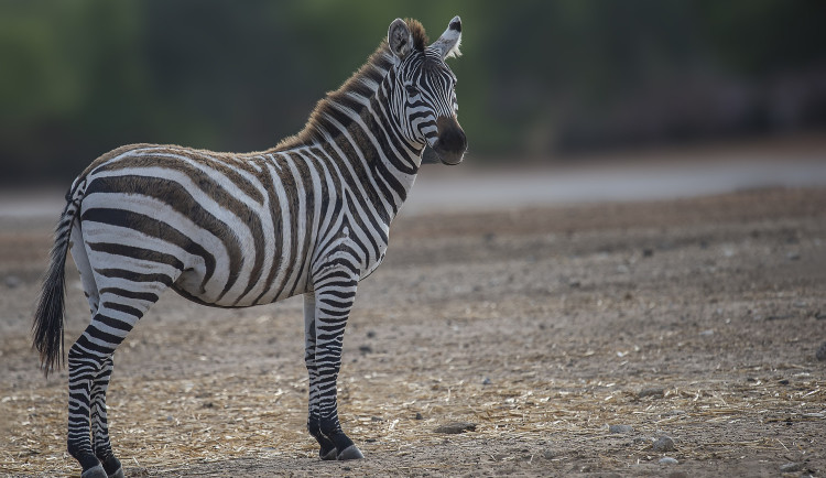 Kluk chtěl z cirkusu ukrást zebru, přitom měl sedět ve škole