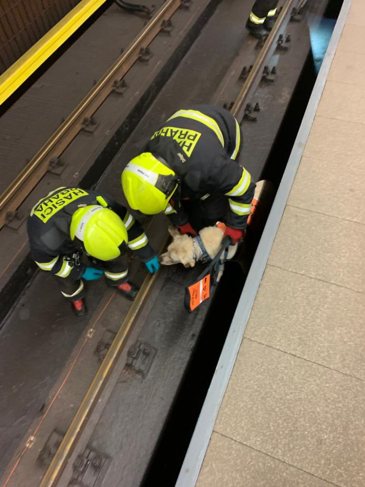 Mladá nevidomá žena spadla do kolejiště metra i se svým vodicím psem