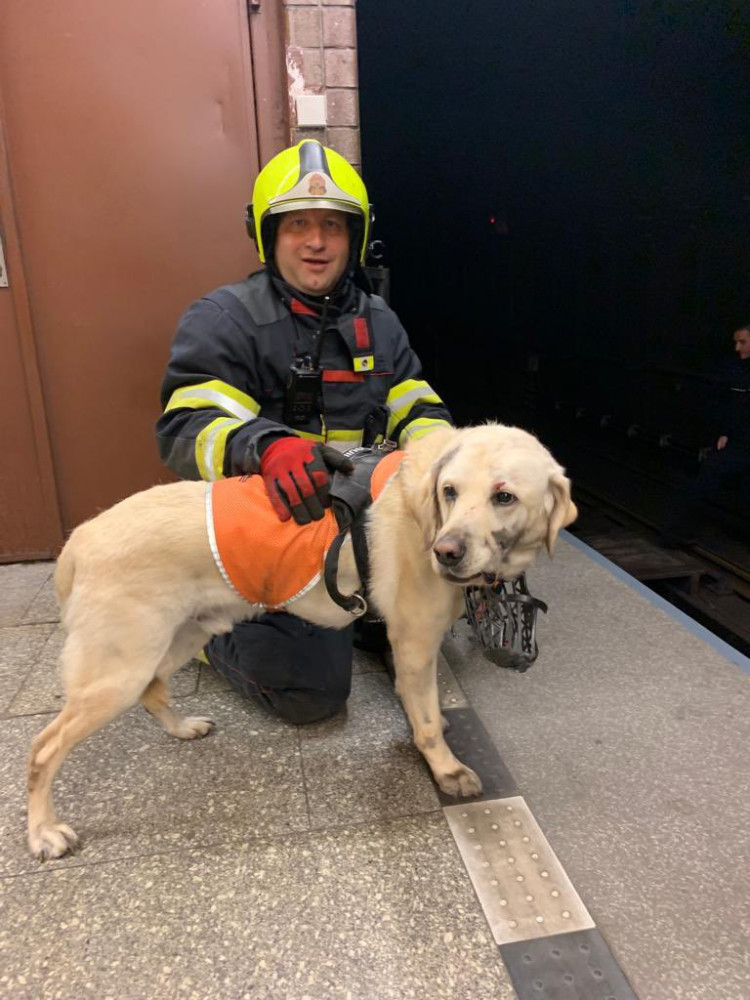 Mladá nevidomá žena spadla do kolejiště metra i se svým vodicím psem