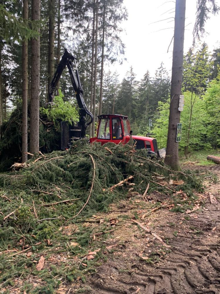 Kácení na Proseči je necitlivé, míní místní. Podle lesníků jde o běžný postup