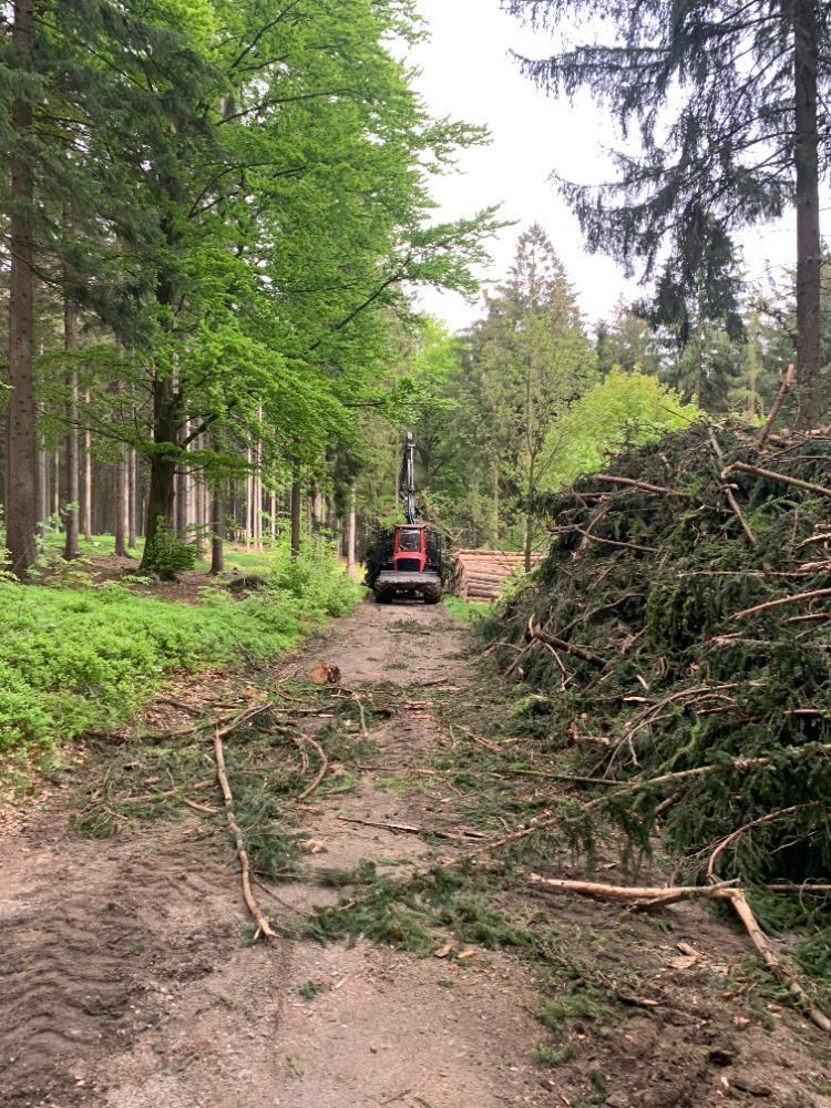 Kácení na Proseči je necitlivé, míní místní. Podle lesníků jde o běžný postup