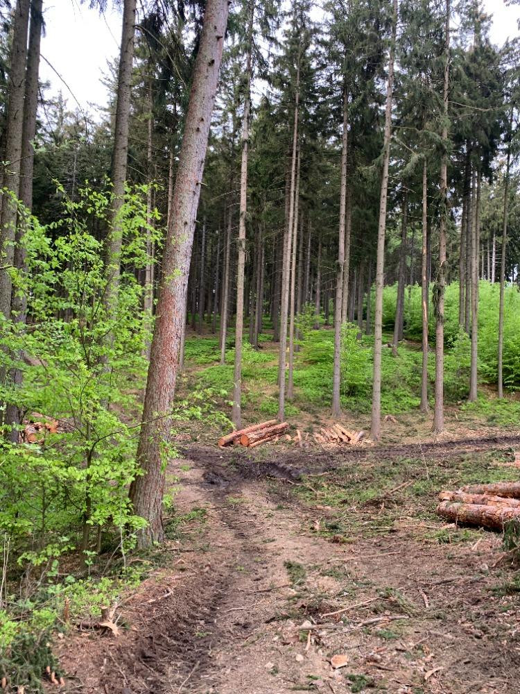 Kácení na Proseči je necitlivé, míní místní. Podle lesníků jde o běžný postup