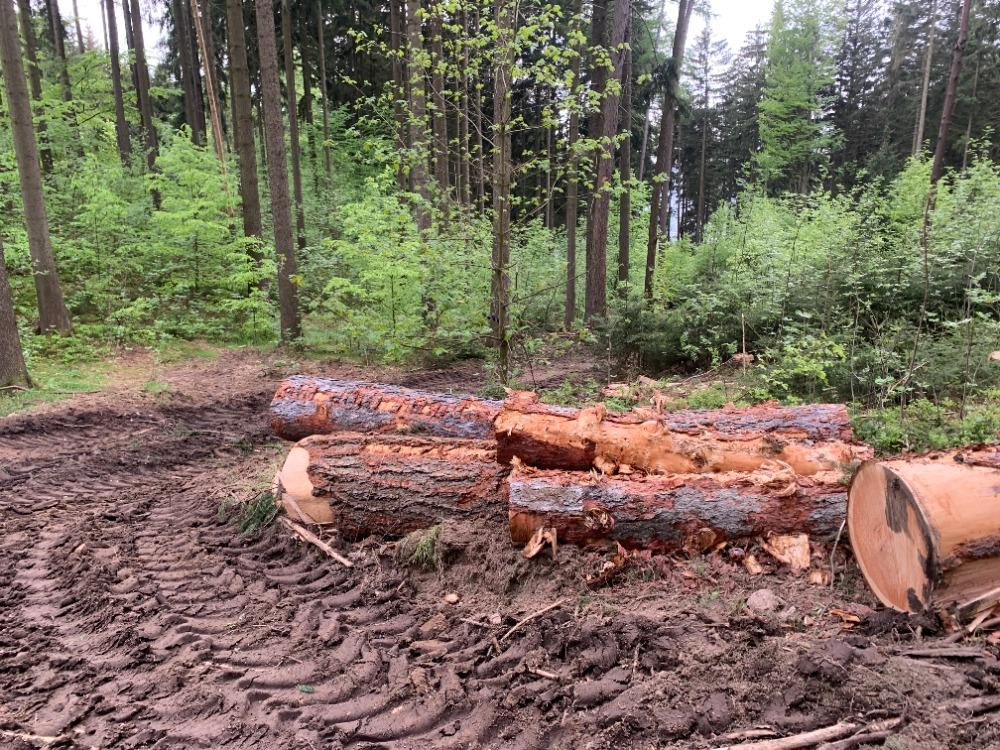 Kácení na Proseči je necitlivé, míní místní. Podle lesníků jde o běžný postup
