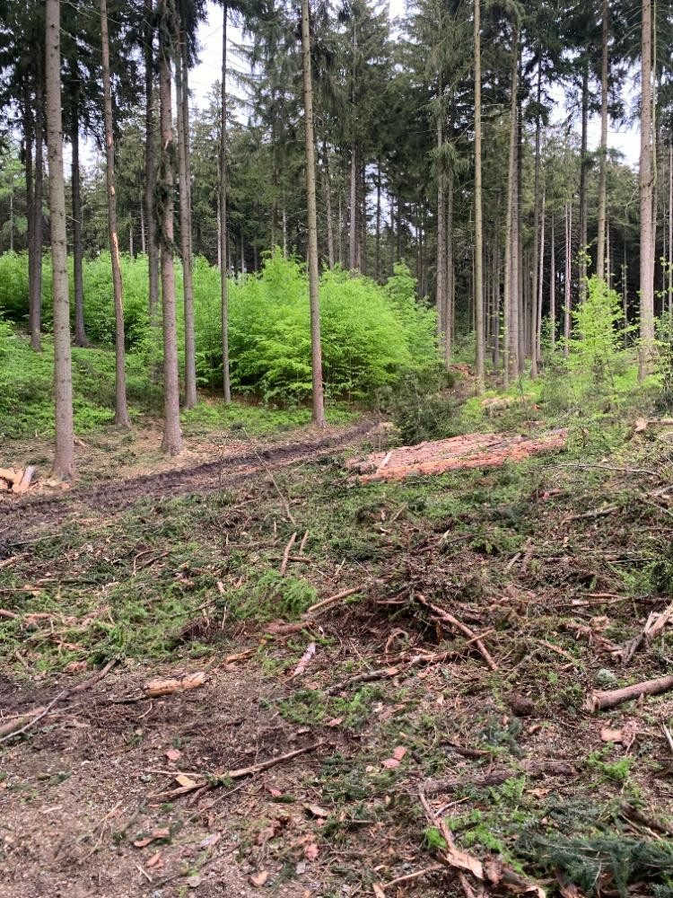 Kácení na Proseči je necitlivé, míní místní. Podle lesníků jde o běžný postup