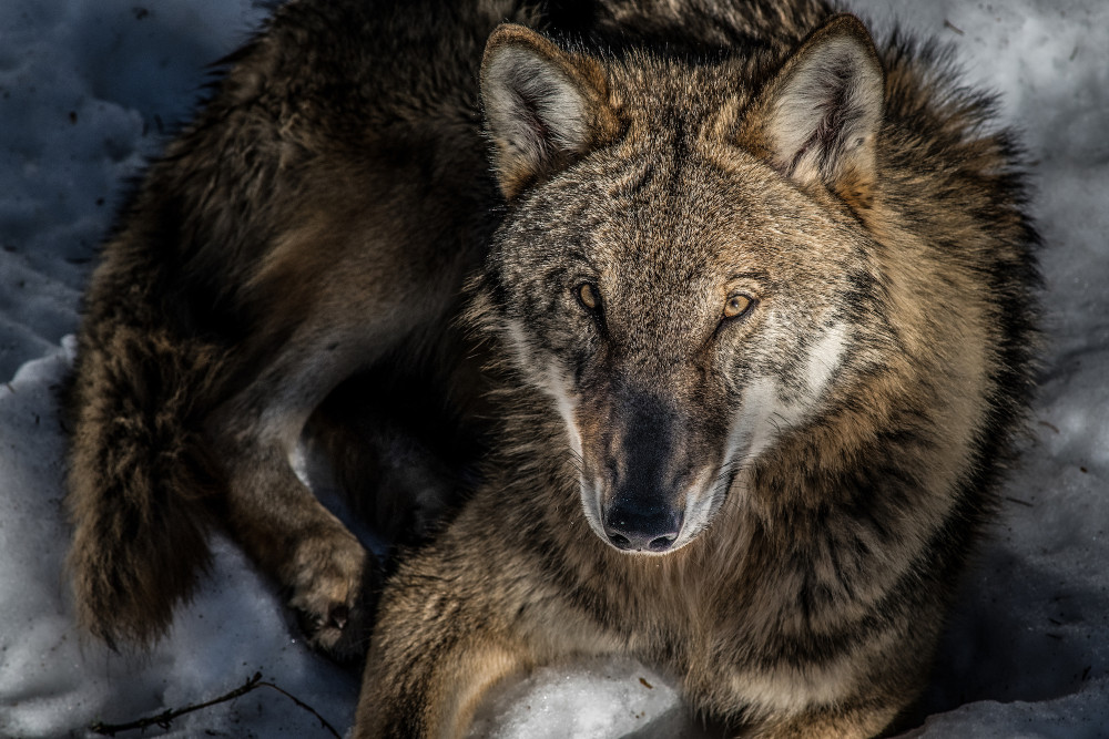 Vlčí smečky se na Šumavě vyskytují už šest let. Co nich víme?