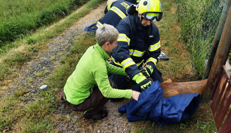 Srnu zaklíněnou v plotě vyprostili hasiči, bez zranění odskákala do louky