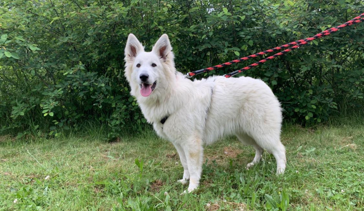 Masivní pátrání po zaběhlé fence dopadlo šťastně, cizí žena pro ni skočila do rybníka na Březinkách. Bylo to intuitivní, nebyla jiná možnost, říká