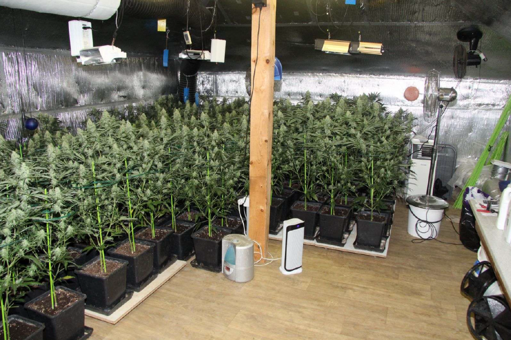 Kriminalisté odhalili špičkově vybavenou pěstírnu konopí na půdě rodinného domu a zajistili půl milionu v hotovosti