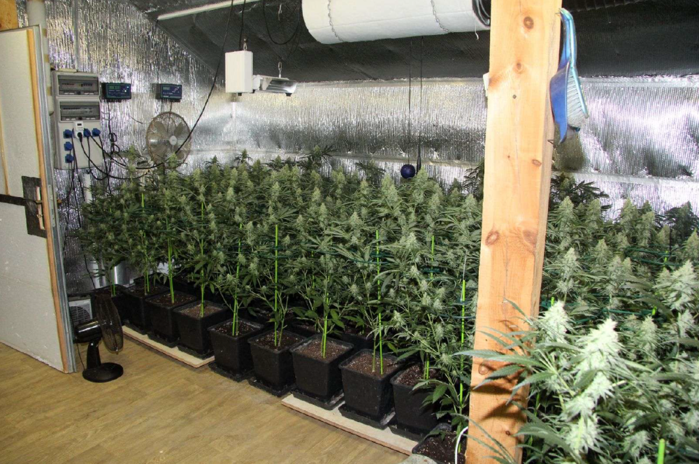 Kriminalisté odhalili špičkově vybavenou pěstírnu konopí na půdě rodinného domu a zajistili půl milionu v hotovosti