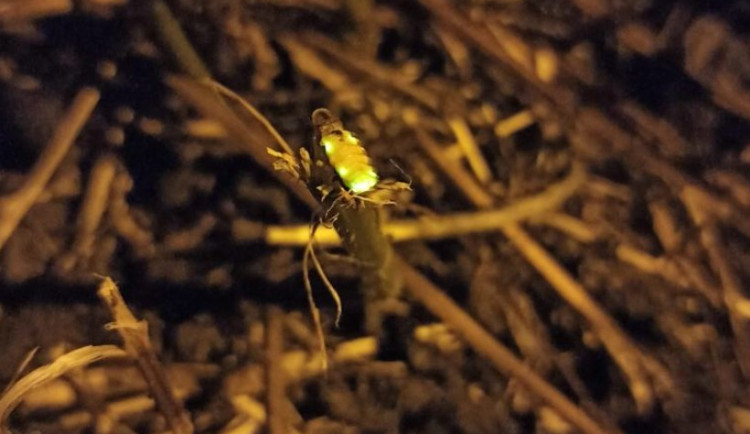 Lidé v Praze sčítají světlušky. Přidat se může každý