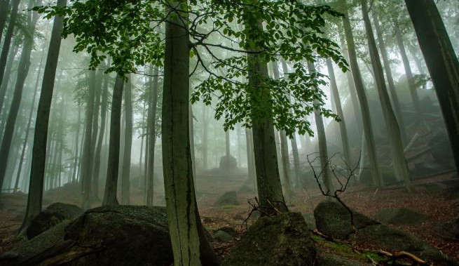 Experti na ochranu přírody z celého světa navštíví Jizerky a Krkonoše
