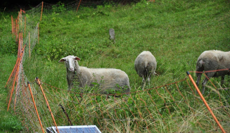 Na vzácné louky v Lukášově se vrátily ovce, postarají se o jejich údržbu