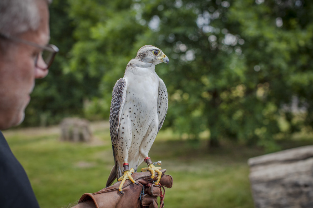 Sokoli musí nejdřív projít výcvikem.