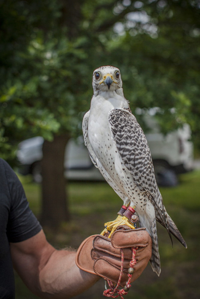 Praha 14 do boje s přemnoženými holuby pošle dva sokoly